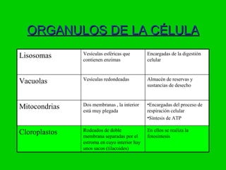 ORGANULOS DE LA CÉLULA
               Vesículas esféricas que        Encargadas de la digestión
Lisosomas      contienen enzimas              celular


               Vesículas redondeadas          Almacén de reservas y
Vacuolas                                      sustancias de desecho


               Dos membranas , la interior    •Encargadas del proceso de
Mitocondrias   está muy plegada               respiración celular
                                              •Síntesis de ATP

               Rodeados de doble              En ellos se realiza la
Cloroplastos   membrana separadas por el      fotosíntesis
               estroma en cuyo interior hay
               unos sacos (tilacoides)
 
