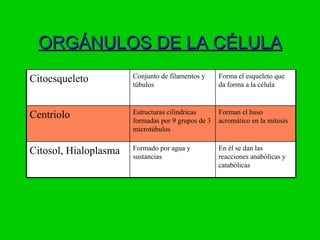 ORGÁNULOS DE LA CÉLULA
                       Conjunto de filamentos y     Forma el esqueleto que
Citoesqueleto          túbulos                      da forma a la célula


                       Estructuras cilindricas      Forman el huso
Centriolo              formadas por 9 grupos de 3   acromático en la mitosis
                       microtúbulos

                       Formado por agua y           En èl se dan las
Citosol, Hialoplasma   sustancias                   reacciones anabólicas y
                                                    catabólicas
 