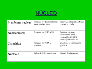 NÚCLEO
                   Formada por dos membranas   Separa y protege el ADN del
Membrana nuclear   y con muchos poros          resto de la célula


                   Formado por ADN yARN        Contiene enzimas
Nucleoplasma                                   involucradas en la
                                               replicación del ADN y
                                               transcripción del ARN
                   Formado por ADN y           Cxontiene la información
Cromátida          proteínas                   genética


                   Esfera de ARN y proteínas   Síntesis de ribosomas
Nucleolo
 