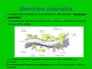 Membrana plasmática
    • La célula está rodeada por una membrana, denominada "membrana
      plasmática".
    • La membrana delimita el territorio de la célula y controla el contenido
      químico de la célula.




•      La membrana plasmática representa el límite entre el medio extracelular y el
      intracelular.
•     En la composición química de la membrana entran a formar parte lípidos, proteínas
      y glúcidos.
 