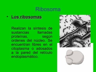 Ribosoma
• Los ribosomas

  Realizan la síntesis de
  sustancias     llamadas
  proteínas,        según
  ordenes del núcleo. Se
  encuentran libres en el
  citoplasma o adosados
  a la pared del retículo
  endoplasmático.
 