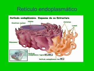 Retículo endoplasmático
 