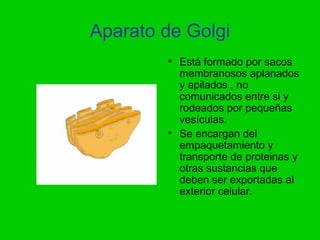 Aparato de Golgi
        • Está formado por sacos
          membranosos aplanados
          y apilados , no
          comunicados entre si y
          rodeados por pequeñas
          vesículas.
        • Se encargan del
          empaquetamiento y
          transporte de proteinas y
          otras sustancias que
          deben ser exportadas al
          exterior celular.
 