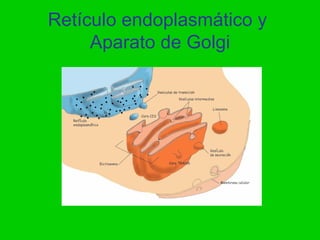 Retículo endoplasmático y
     Aparato de Golgi
 