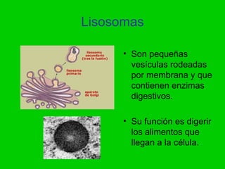 Lisosomas

      • Son pequeñas
        vesículas rodeadas
        por membrana y que
        contienen enzimas
        digestivos.

      • Su función es digerir
        los alimentos que
        llegan a la célula.
 
