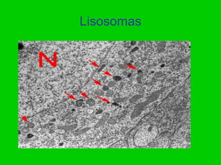 Lisosomas
 
