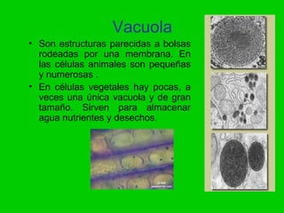Vacuola
• Son estructuras parecidas a bolsas
  rodeadas por una membrana. En
  las células animales son pequeñas
  y numerosas .
• En células vegetales hay pocas, a
  veces una única vacuola y de gran
  tamaño. Sirven para almacenar
  agua nutrientes y desechos.
 