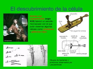 El descubrimiento de la célula
        Antony van
        Leeuwenhoek (siglo
        XVII) fabricó un sencillo
        microscopio con el que
        pudo observar algunas
        células como protozoos
        y glóbulos rojos.




                            Dibujos de bacterias y
                            protozoos observados por
                            Leeuwenhoek
 