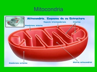Mitocondria
 