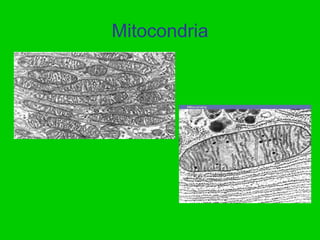 Mitocondria
 