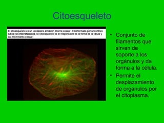 Citoesqueleto
            • Conjunto de
              filamentos que
              sirven de
              soporte a los
              orgánulos y da
              forma a la célula.
            • Permite el
              desplazamiento
              de orgánulos por
              el citoplasma.
 