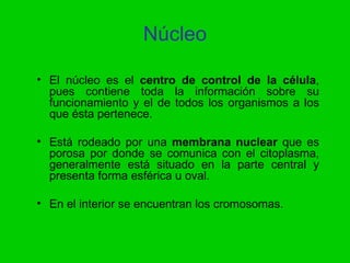 Núcleo

• El núcleo es el centro de control de la célula,
  pues contiene toda la información sobre su
  funcionamiento y el de todos los organismos a los
  que ésta pertenece.

• Está rodeado por una membrana nuclear que es
  porosa por donde se comunica con el citoplasma,
  generalmente está situado en la parte central y
  presenta forma esférica u oval.

• En el interior se encuentran los cromosomas.
 
