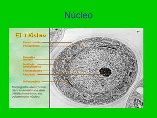 Núcleo
 