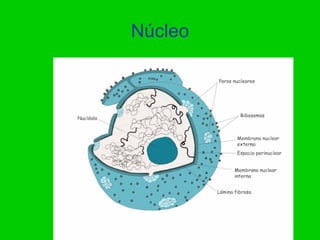Núcleo
 