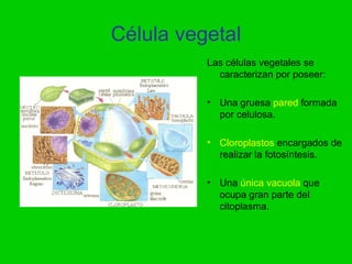 Célula vegetal
          Las células vegetales se
            caracterizan por poseer:

          • Una gruesa pared formada
            por celulosa.

          • Cloroplastos encargados de
            realizar la fotosíntesis.

          • Una única vacuola que
            ocupa gran parte del
            citoplasma.
 