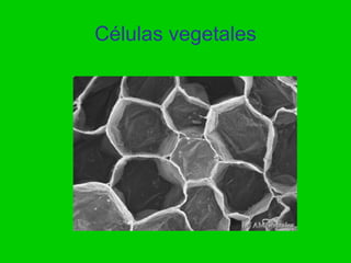 Células vegetales
 