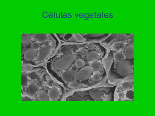 Células vegetales
 