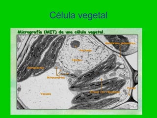 Célula vegetal
 