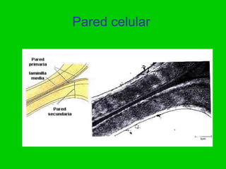 Pared celular
 