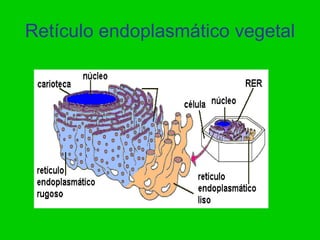Retículo endoplasmático vegetal
 