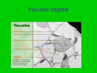 Vacuola vegetal
 