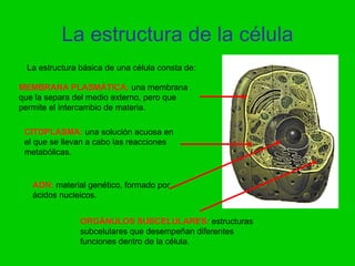 La estructura de la célula
  La estructura básica de una célula consta de:

MEMBRANA PLASMÁTICA: una membrana
que la separa del medio externo, pero que
permite el intercambio de materia.

 CITOPLASMA: una solución acuosa en
 el que se llevan a cabo las reacciones
 metabólicas.


   ADN: material genético, formado por
   ácidos nucleicos.


                ORGÁNULOS SUBCELULARES: estructuras
                subcelulares que desempeñan diferentes
                funciones dentro de la célula.
 