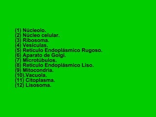 (1) Núcleolo.
(2) Núcleo celular.
(3) Ribosoma.
(4) Vesículas.
(5) Retículo Endoplásmico Rugoso.
(6) Aparato de Golgi.
(7) Microtúbulos.
(8) Retículo Endoplásmico Liso.
(9) Mitocondria.
(10).Vacuola.
(11) Citoplasma.
(12) Lisosoma.
 