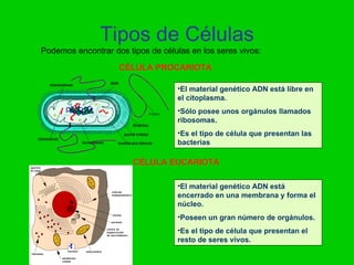 Tipos de Células
Podemos encontrar dos tipos de células en los seres vivos:

                    CÉLULA PROCARIOTA

                                    •El material genético ADN está libre en
                                    el citoplasma.
                                    •Sólo posee unos orgánulos llamados
                                    ribosomas.
                                    •Es el tipo de célula que presentan las
                                    bacterias

                        CÉLULA EUCARIOTA

                                    •El material genético ADN está
                                    encerrado en una membrana y forma el
                                    núcleo.
                                    •Poseen un gran número de orgánulos.
                                    •Es el tipo de célula que presentan el
                                    resto de seres vivos.
 