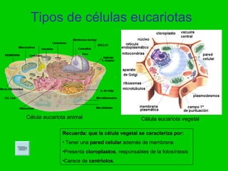 Tipos de células eucariotas




Célula eucariota animal                         Célula eucariota vegetal

              Recuerda: que la célula vegetal se caracteriza por:
              • Tener una pared celular además de membrana
              •Presenta cloroplastos, responsables de la fotosíntesis
              •Carece de centriolos.
 