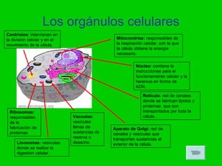 Los orgánulos celulares
Centriolos: intervienen en
la división celular y en el                    Mitocondrias: responsables de
movimiento de la célula.                       la respiración celular, con la que
                                               la célula obtiene la energía
                                               necesaria.

                                                         Núcleo: contiene la
                                                         instrucciones para el
                                                         funcionamiento celular y la
                                                         herencia en forma de
                                                         ADN.

                                                             Retículo: red de canales
                                                             donde se fabrican lípidos y
                                                             proteínas que son
 Ribosomas:                                                  transportados por toda la
 responsables                 Vacuolas:                      célula..
 de la                        vesículas
 fabricación de               llenas de       Aparato de Golgi: red de
 proteínas                    sustancias de   canales y vesículas que
                              reserva o       transportan sustancias al
     Lisosomas: vesículas     desecho.        exterior de la célula.
     donde se realiza la
     digestión celular.
 