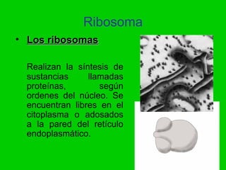 Ribosoma
• Los ribosomas

  Realizan la síntesis de
  sustancias     llamadas
  proteínas,        según
  ordenes del núcl...
