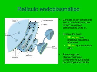 Retículo endoplasmático
               •   Consiste en un conjunto de
                   sacos membranosos que
           ...
