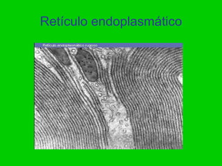 Retículo endoplasmático
 