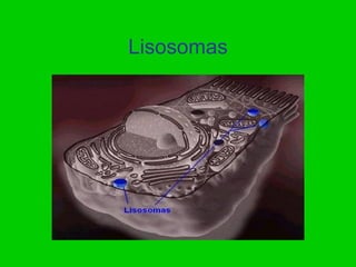 Lisosomas
 