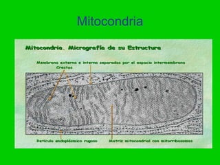 Mitocondria
 