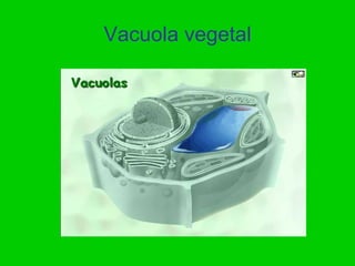 Vacuola vegetal
 