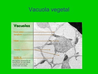 CLOROPLASTOS
Cloroplastos    . Solo en células
                vegetales.

               • Tiene forma
                 r...