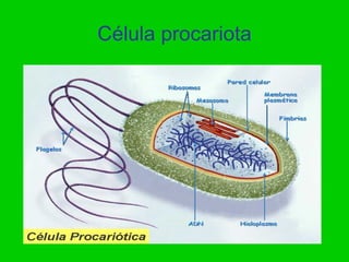 Célula procariota
 