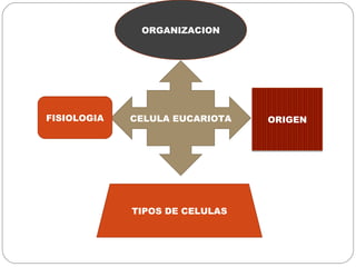 ORGANIZACION




FISIOLOGIA   CELULA EUCARIOTA   ORIGEN




             TIPOS DE CELULAS
 