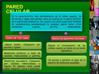 PARED
  CELULAR
       Es la característica más sobresaliente de la célula vegetal, de
       bacterias y algas azul-verdes; esta se localiza en la parte exterior
       de la membrana plasmática. Da rigidez a la célula pues está formada
       de carbohidratos predominando la celulosa; puede haber otras
       sustancias:         Lignina,         pectina,          hemicelulosa.




 Consta de tres capas:                        Realiza las siguientes funciones

Lámina media:        Compuesta   por      Impide el hinchamiento de las
pectina y lignina.                        células cuando se hallan en un medio
                                                       hipotónico.
Membrana primaria: a base de
celulosa, hemicelulosa y pectina.

Membrana secundaria: Compuesta            Es porosa y permite el paso de la
por celulosa, hemicelulosa, y             mayoría de moléculas pequeñas.
lignina. En algunos casos puede
haber suberina, cutina o minerales.
 
