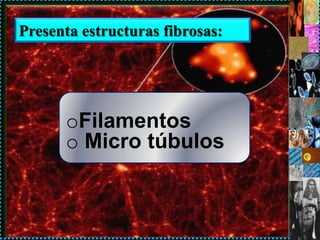 Presenta estructuras fibrosas:




      oFilamentos
      o Micro túbulos
 