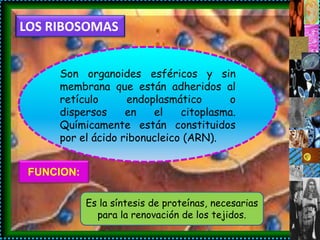 LOS RIBOSOMAS


     Son organoides esféricos y sin
     membrana que están adheridos al
     retículo      endoplasmático      o
     dispersos     en   el    citoplasma.
     Químicamente están constituidos
     por el ácido ribonucleico (ARN).


 FUNCION:

            Es la síntesis de proteínas, necesarias
              para la renovación de los tejidos.
 