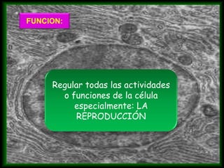FUNCION:




     Regular todas las actividades
       o funciones de la célula
          especialmente: LA
           REPRODUCCIÓN
 