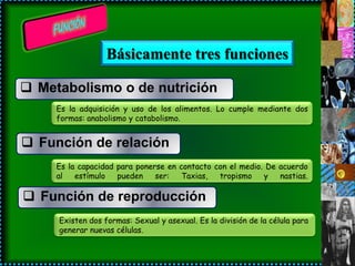 Básicamente tres funciones

 Metabolismo o de nutrición
     Es la adquisición y uso de los alimentos. Lo cumple mediante dos
     formas: anabolismo y catabolismo.


 Función de relación
     Es la capacidad para ponerse en contacto con el medio. De acuerdo
     al   estímulo   pueden    ser:   Taxias,  tropismo    y   nastias.

 Función de reproducción
     Existen dos formas: Sexual y asexual. Es la división de la célula para
     generar nuevas células.
 
