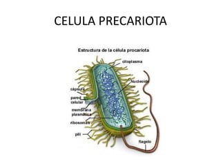 CELULA PRECARIOTA
 