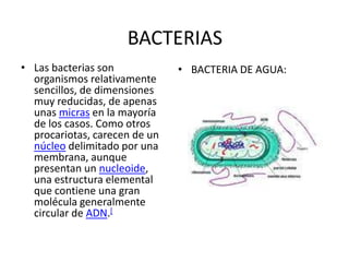 BACTERIAS
• Las bacterias son            • BACTERIA DE AGUA:
  organismos relativamente
  sencillos, de dimensiones
  muy reducidas, de apenas
  unas micras en la mayoría
  de los casos. Como otros
  procariotas, carecen de un
  núcleo delimitado por una
  membrana, aunque
  presentan un nucleoide,
  una estructura elemental
  que contiene una gran
  molécula generalmente
  circular de ADN.[
 