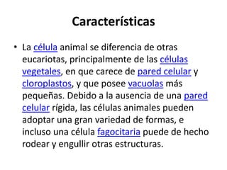 Características
• La célula animal se diferencia de otras
  eucariotas, principalmente de las células
  vegetales, en que carece de pared celular y
  cloroplastos, y que posee vacuolas más
  pequeñas. Debido a la ausencia de una pared
  celular rígida, las células animales pueden
  adoptar una gran variedad de formas, e
  incluso una célula fagocitaria puede de hecho
  rodear y engullir otras estructuras.
 