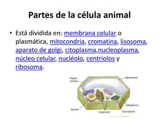 Partes de la célula animal
• Está dividida en: membrana celular o
  plasmática, mitocondria, cromatina, lisosoma,
  aparato de golgi, citoplasma,nucleoplasma,
  núcleo celular, nucléolo, centriolos y
  ribosoma.
 