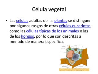 Célula vegetal
• Las células adultas de las plantas se distinguen
  por algunos rasgos de otras células eucariotas,
  como las células típicas de los animales o las
  de los hongos, por lo que son descritas a
  menudo de manera específica.
 