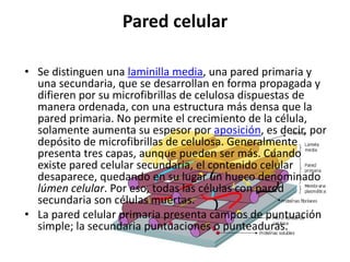 Pared celular

• Se distinguen una laminilla media, una pared primaria y
  una secundaria, que se desarrollan en forma propagada y
  difieren por su microfibrillas de celulosa dispuestas de
  manera ordenada, con una estructura más densa que la
  pared primaria. No permite el crecimiento de la célula,
  solamente aumenta su espesor por aposición, es decir, por
  depósito de microfibrillas de celulosa. Generalmente
  presenta tres capas, aunque pueden ser más. Cuando
  existe pared celular secundaria, el contenido celular
  desaparece, quedando en su lugar un hueco denominado
  lúmen celular. Por eso, todas las células con pared
  secundaria son células muertas.
• La pared celular primaria presenta campos de puntuación
  simple; la secundaria puntuaciones o punteaduras.
 